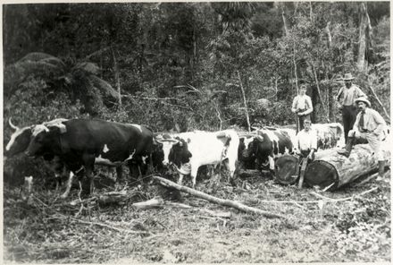 Bullock Team, Shannon