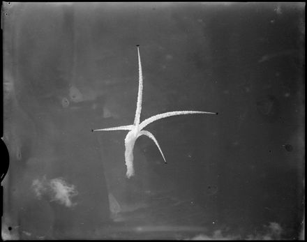 Vampire Jets Thrill Milson Crowd - Resource cover image