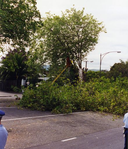 Avenue Action - felled tree