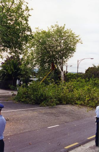 Avenue Action - felled tree