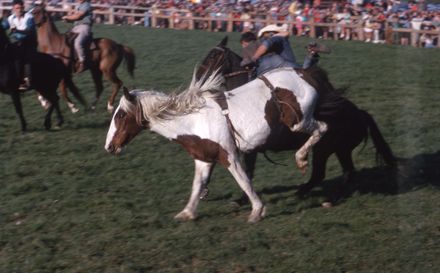 Linton Rodeo