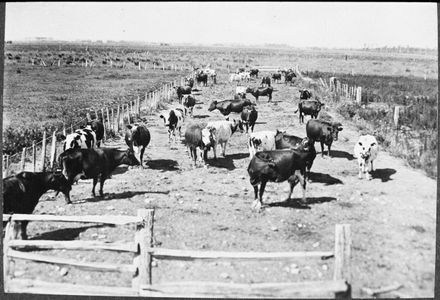 Cows walking along a race, Kairanga