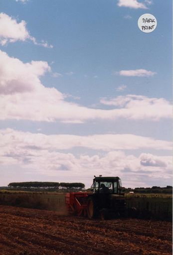 Potato harvesting in Shannon