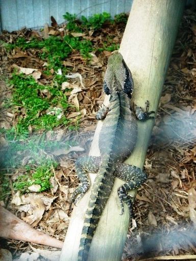 Water Dragon! - Resource cover image