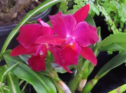 Red Orchid