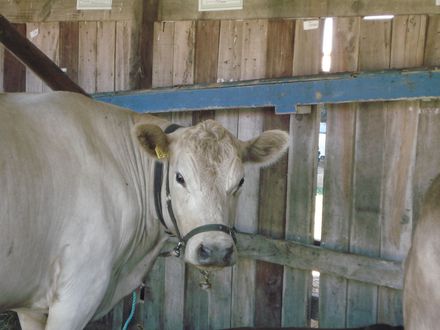 Murray Grey Cow - Resource cover image