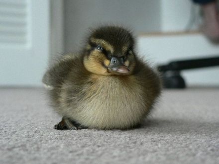 Duck saved - Resource cover image