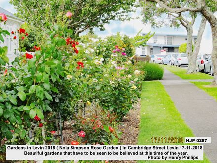 HJP 0258 Nola Simpson Rose Garden ) in Cambridge Street Levin