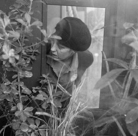 Peta Searching For the Geckos