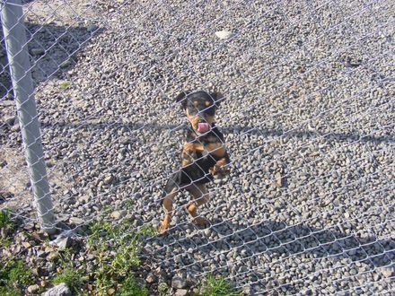 The animals need you.