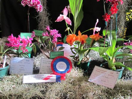 The Levin Orchid society show August 2012 0271 - Resource cover image