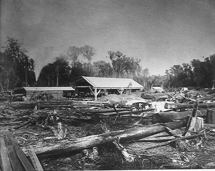 Bartholomew's sawmill, The Avenue, Levin, 1889