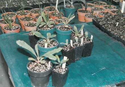 Mini Plants at Hort Research 2