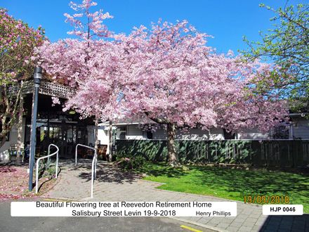 Beautiful Flowering tree at Reevedon retirement home in Salisbury St Levin - Resource cover image
