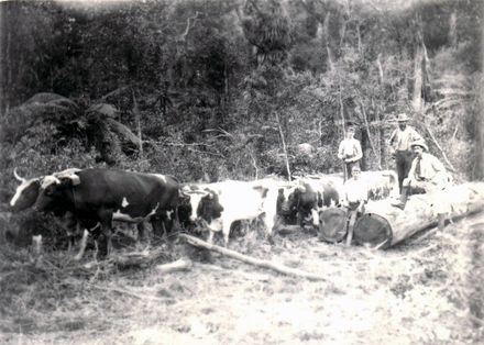 Osborne's Bullock Team, Shannon, 1902