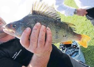 A perch caught by scientists in Lake Horowhenua last week as part of a monitoring exercise - Resource cover image