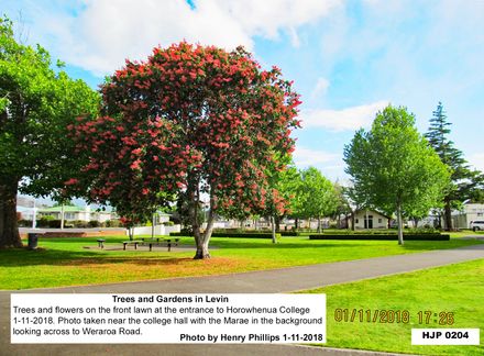 HJP 0204  Trees and flowers on the front lawn at the entrance to Horowhenua College 1-11-2018 - Resource cover image