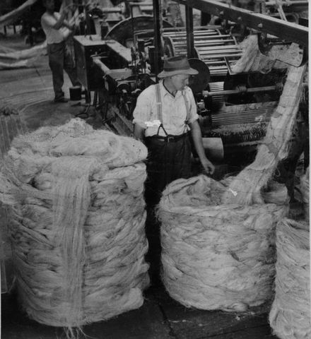 Processed flax fibre being fed into machine