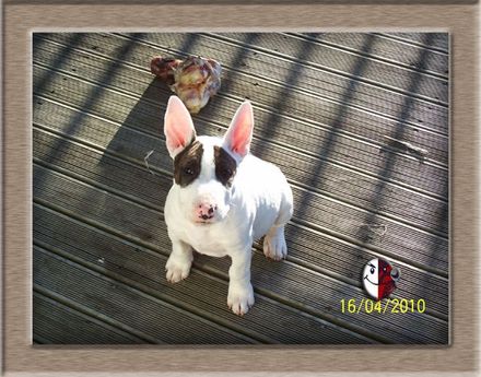 English Bull Terriers - Resource cover image