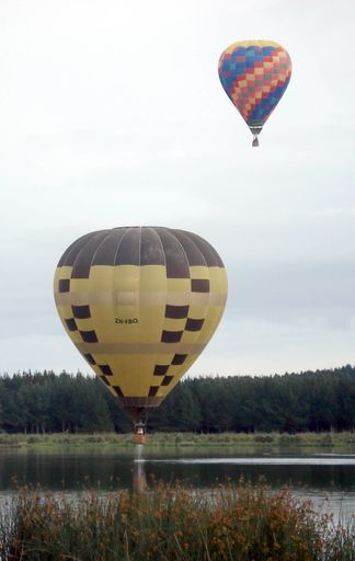 Yellow and black lifts out of the water