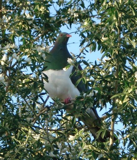 Wood pigeon in a tagasaste tree - Resource cover image