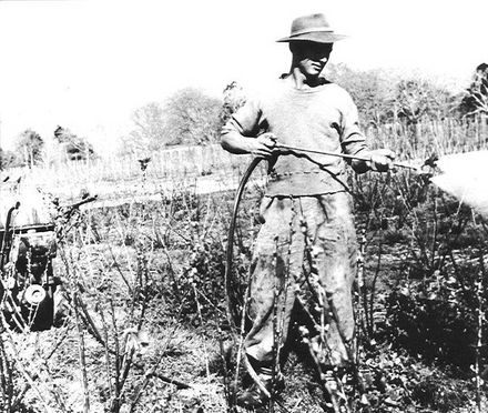 Jim Dobson, spraying blackcurrents