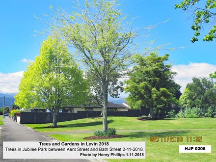 HJP 0206 Trees and Gardens in Levin 2018 Jubilee Park between Bath & Kent St in Levin 2018 - Resource cover image