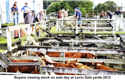 Buyers viewing cattle at Levin sale yards 1912 - Resource cover image