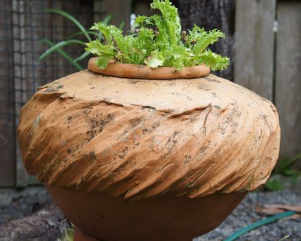 Terracotta pot