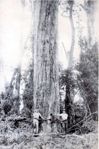 Mr Taylor & Mr Osborne felling giant tree (totara or rimu), Shannon, 1902