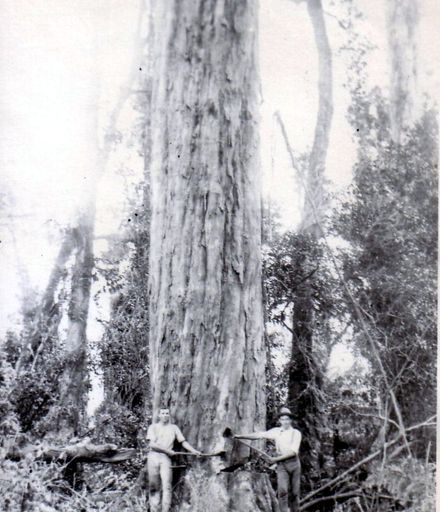 Mr Taylor & Mr Osborne felling giant tree (totara or rimu), Shannon, 1902