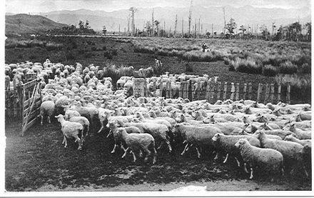 Sheep at McDonald farm "Lakeside"