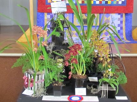 The Levin Orchid society show August 2012 0254 - Resource cover image