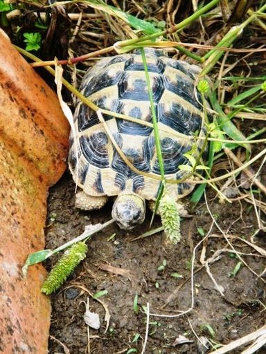 Tortice - Resource cover image