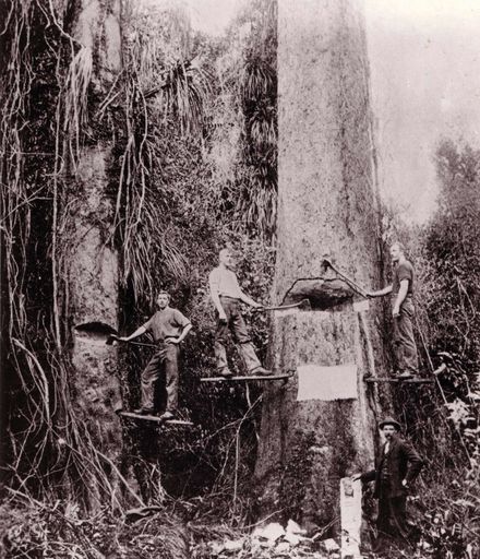Felling White Pine in Levin district, c.1904