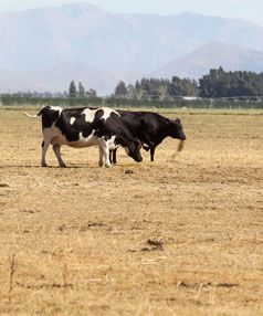 The ongoing drought has contributed to a rise in dairy prices.