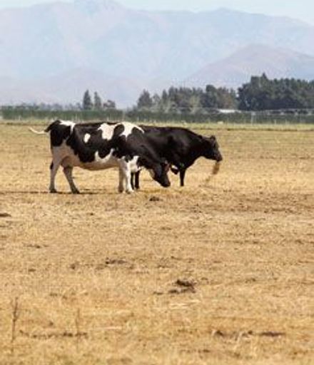 The ongoing drought has contributed to a rise in dairy prices.