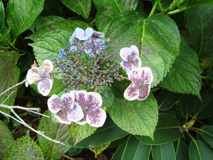 Hydrangea flower in Garden 7