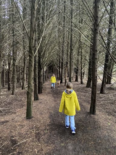 Waitārere forest - #CaptureYourHorowhenua