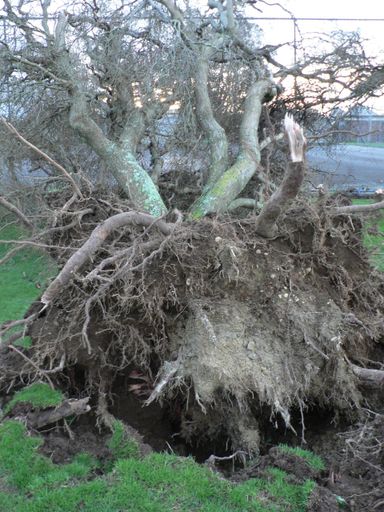 The Waiopehu College grounds - Resource cover image