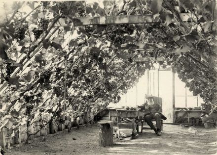 Mr Stern in his Glasshouse, Kingston Road, Shannon