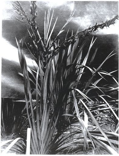 Flax plant with three seed heads