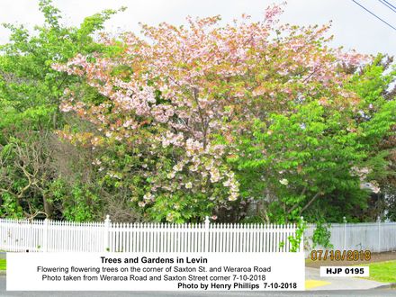 HJP 0195 Flowering flowering trees on the corner of Saxton St. and Weraroa Road 2018 - Resource cover image