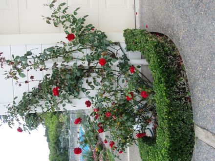Garden 4 Red climbing rose on house