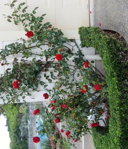 Garden 4 Red climbing rose on house
