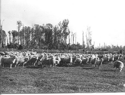 Cleared land stocked with sheep, 'Cheslyn Rise'.