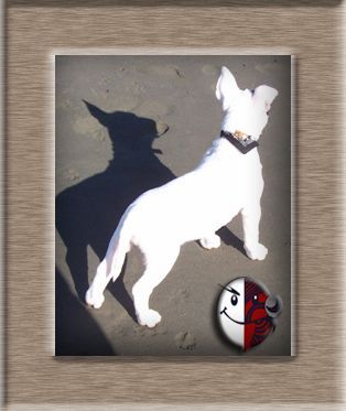 Bullies 4 Me - Resource cover image