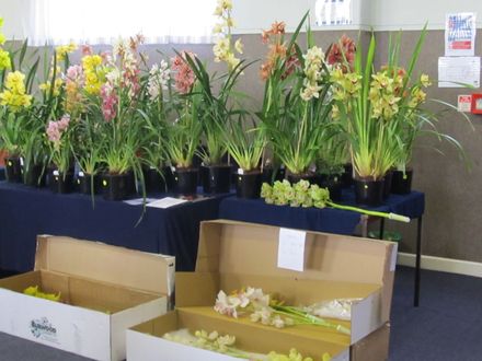 The Levin Orchid society show August 2012 0259