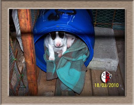 Bullies 4 Me - Resource cover image