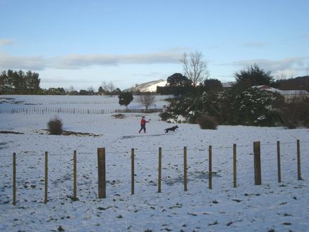 Waking up to snow with dog playing in the snow - Resource cover image